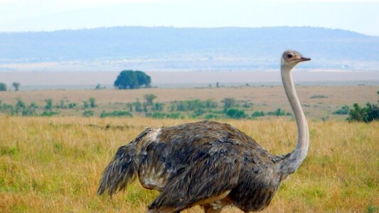 Animal bird ostrich photo