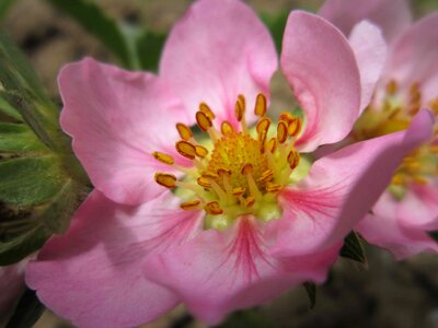 Beautiful Flowers bloom blooming photo