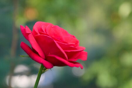 Rose red single