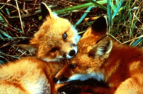 Red Fox kits