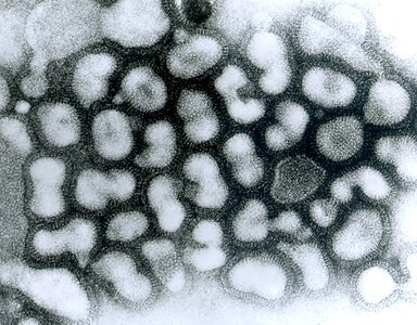 Footstep growth influenza photo