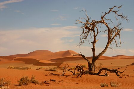 Not survived brown tree brown sand
