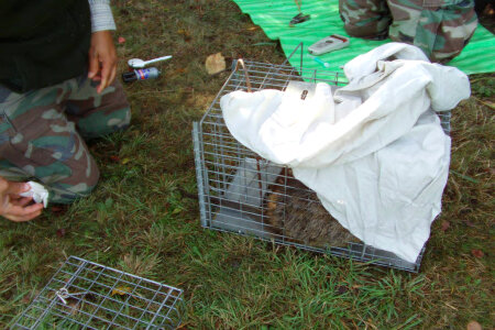 Caged Nutria is Covered to Keep Animal Calm During Tagging photo