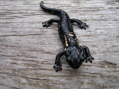 Amphibian animal creature photo