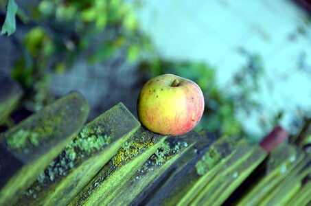 Apple fence fruit