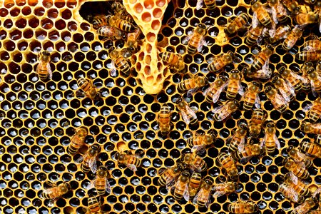 Honey bee buckfast bees apis mellifera
