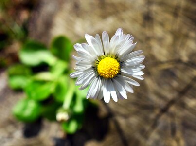 Daisy flowering leaves photo