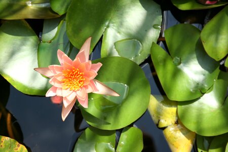 Lily nature pink lily tsvetokrozovaya photo