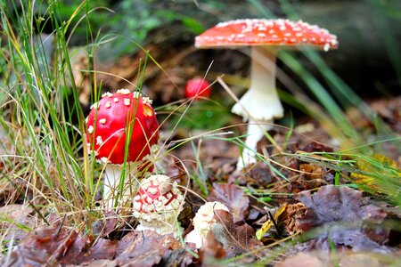 Mushrooms nature forest floor
