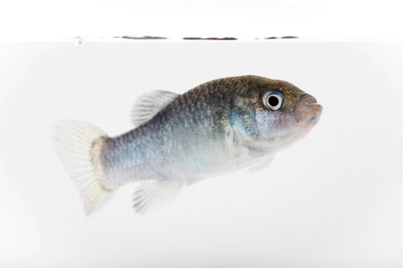 Devils Hole Pupfish in captivity-1