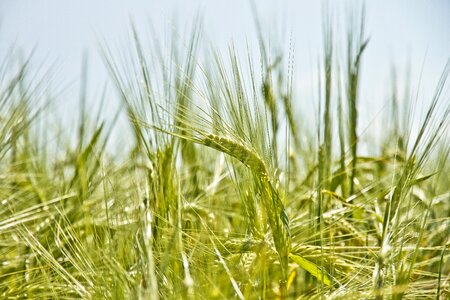 Agriculture natural plant