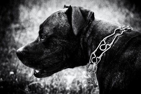 Black Dog photo