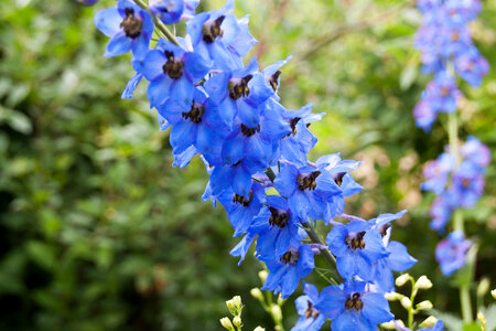 Blue flower photo