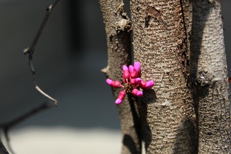 Branch rose red pink