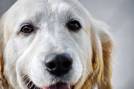 Beautiful dog head
