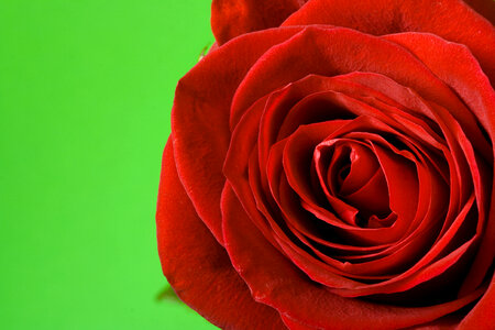 Rose on Green Background