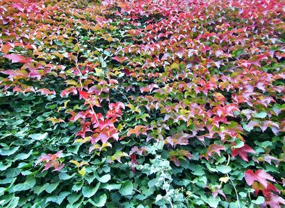 Vine colorful background
