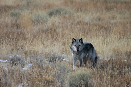 Wildlife mammal predator