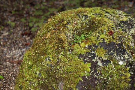 Big Rocks environment flora photo