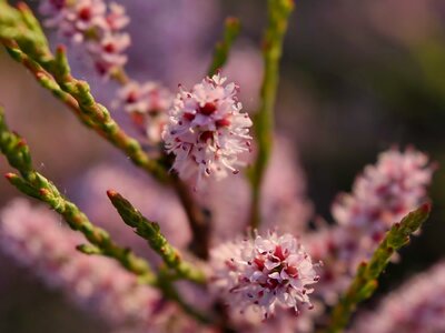 Branch plant flower photo