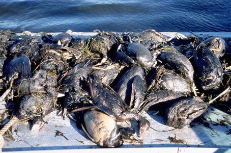Duck kill oil