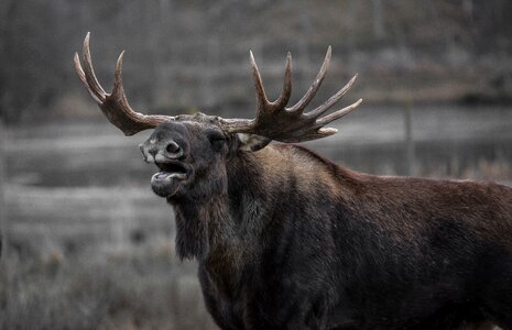 Large Brown Moose photo