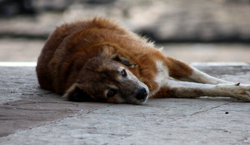 Dog Sleeping Pavement photo