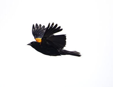 Red-winged blackbird in full flight photo