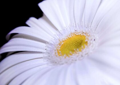 Beautiful Flowers biology bloom