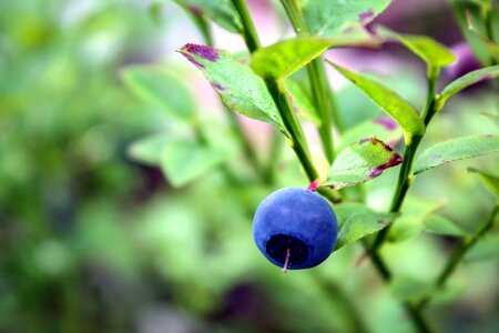 Blueberry food fruit
