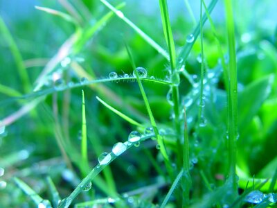 Dew grass plants greenery photo