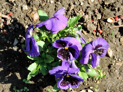 Flower Garden flowers petunia