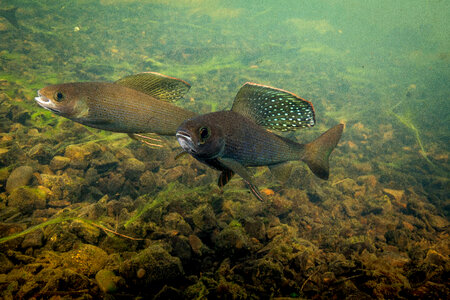 Arctic grayling-2 photo