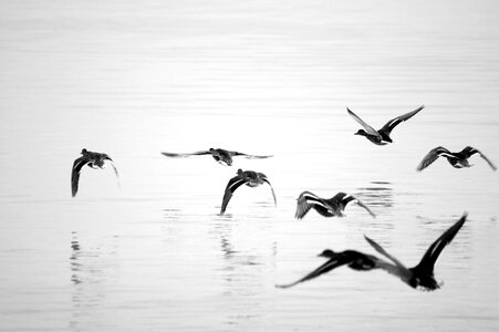 Lake lake balaton nature photo