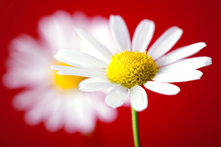 White Flower on Red Background photo