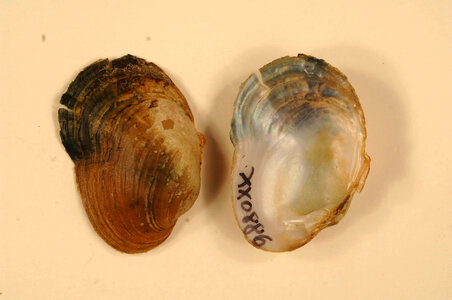 Epioblasma capsaeformis-2