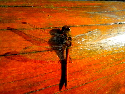 Beautiful Photo close close-up