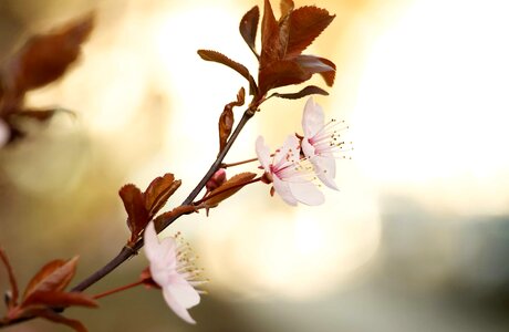 Beautiful Flowers blooming blossom