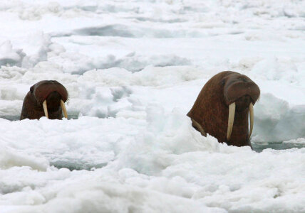 Pacific walrus surfacing through ice photo