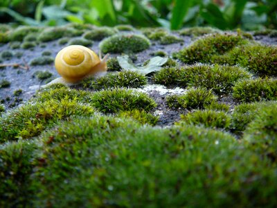 Wet rain snail shells photo