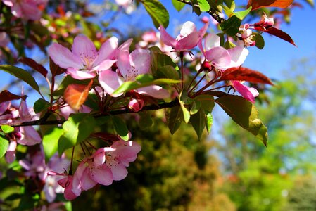 Spring garden nature