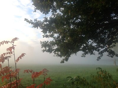 Bush field fog photo