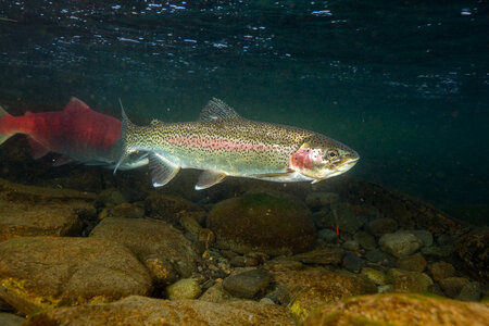 Rainbow trout-1 photo