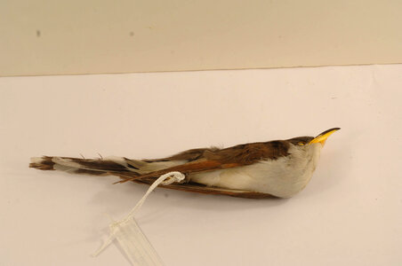 Coccyzus americanus-1