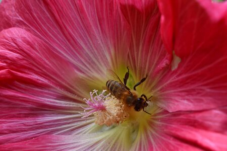 Bee pollinator spring time photo