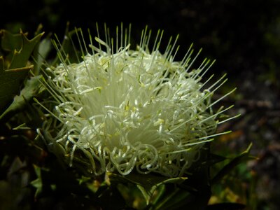 Bloom greenery native