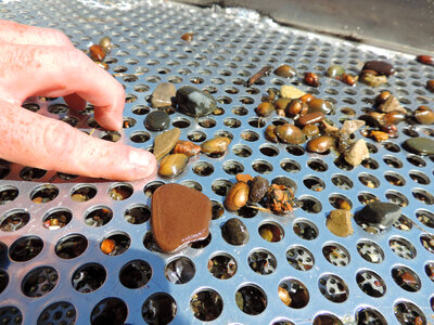 Freshwater mussels on sorting table