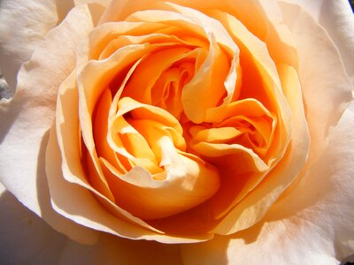 Flower orange open rose