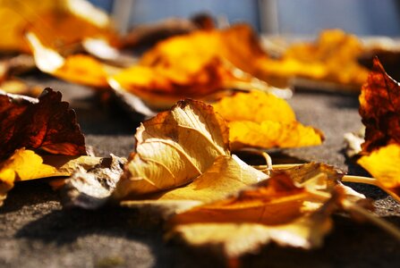 Brown colorful fall