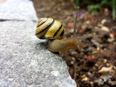 Tape worm cepaea nemoralis grove arbustorum